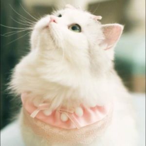 Meet your Posher, Arabella